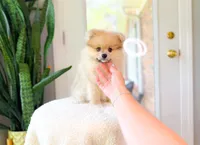 Russ, a male Pomeranian for sale in Newberry, SC – 5 of 5