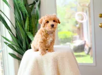 Vito, a male Maltipoo for sale in Newberry, SC – 4 of 4