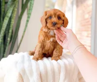 Sephora, a female Cavapoo for sale in Newberry, SC – 3 of 3