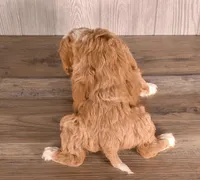 Bluzie, a  Cavapoo for sale in Newberry, SC – Photo 2 of 3