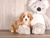 Bluzie, a  Cavapoo for sale in Newberry, SC – Photo 3 of 3