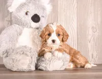 Bluzie, a  Cavapoo for sale in Newberry, SC – Photo 1 of 3