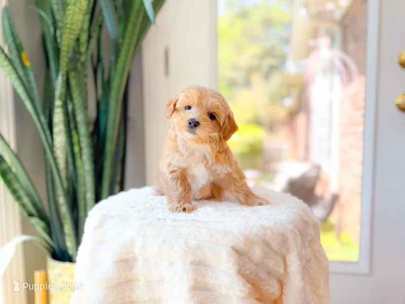 Capri – Maltipoo puppy for sale in Newberry, SC