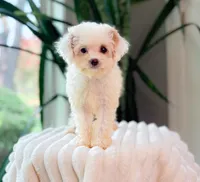 Fendi, a female Cavapoo for sale in Newberry, SC – 3 of 3