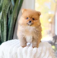 Ralphie, a male Pomeranian for sale in Newberry, SC – Photo 2 of 3