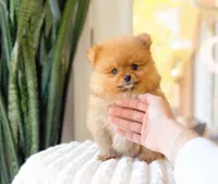 Ralphie, a male Pomeranian for sale in Newberry, SC – Photo 3 of 3