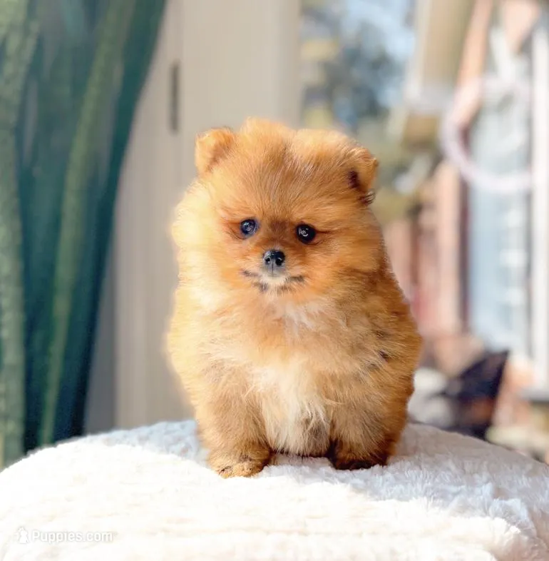 Ralphie – Pomeranian puppy for sale in Newberry, SC