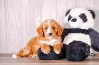 Sony, a male Cavapoo for sale in Newberry, SC – 3 of 3