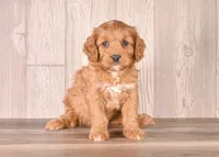 Fox, a male Cavapoo for sale in Newberry, SC – Photo 2 of 3