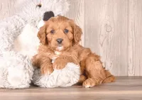 Fox, a male Cavapoo for sale in Newberry, SC – Photo 1 of 3