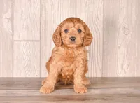 Future, a male Cavapoo for sale in Newberry, SC – Photo 3 of 3