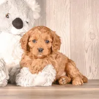 Ford, a male Cavapoo for sale in Newberry, SC – Photo 3 of 3