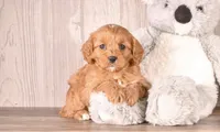 Fiona, a female Cavapoo for sale in Newberry, SC – Photo 1 of 3