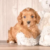 Fuzzy, a male Cavapoo for sale in Newberry, SC – Photo 2 of 3