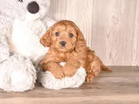 Future, a male Cavapoo for sale in Newberry, SC – Photo 1 of 3