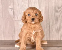 Fiona, a female Cavapoo for sale in Newberry, SC – Photo 2 of 3