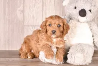 Fox, a male Cavapoo for sale in Newberry, SC – Photo 3 of 3