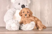 Fiona, a female Cavapoo for sale in Newberry, SC – Photo 3 of 3
