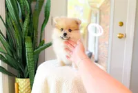 Russ, a male Pomeranian for sale in Newberry, SC – 3 of 5
