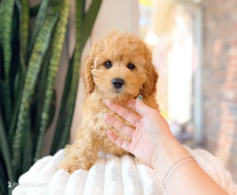 Gauge – Cavapoo puppy for sale in Newberry, SC