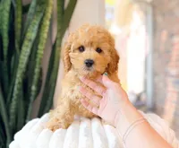 Gauge, a male Cavapoo for sale in Newberry, SC – 1 of 3