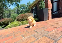 Braxton, a male Maltipoo for sale in Newberry, SC – 4 of 4
