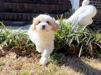 Xara, a female Maltipoo for sale in Newberry, SC – Photo 1 of 3