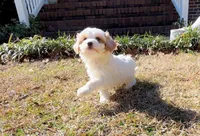 Xara, a female Maltipoo for sale in Newberry, SC – Photo 3 of 3