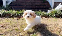 Xara, a female Maltipoo for sale in Newberry, SC – Photo 2 of 3