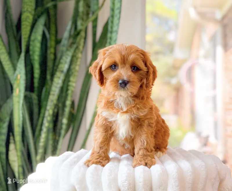 Selah – Cavapoo puppy for sale in Newberry, SC