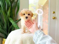 Viren, a male Maltipoo for sale in Newberry, SC – 4 of 4