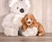 Bonnie, a  Cavapoo for sale in Newberry, SC – Photo 3 of 3