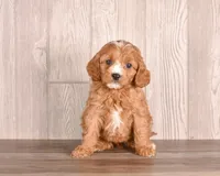 Bonnie, a  Cavapoo for sale in Newberry, SC – Photo 2 of 3