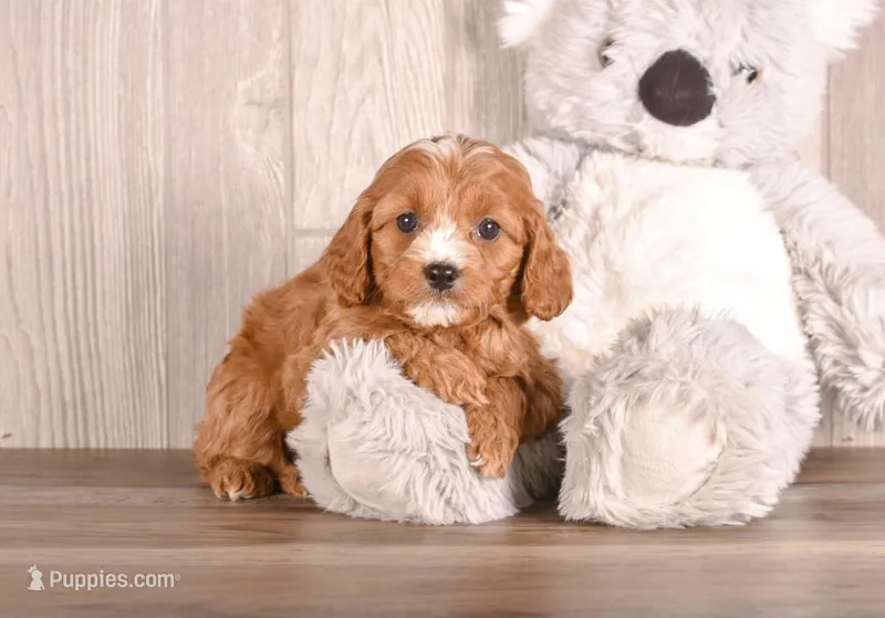 Bonnie, a  Cavapoo for sale in Newberry, SC – Photo 1 of 3