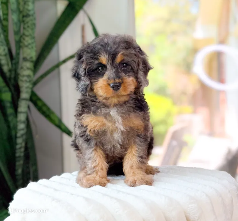 Hank – Cavapoo puppy for sale in Newberry, SC