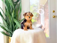 Noelle, a female Yorkshire Terrier for sale in Newberry, SC – 3 of 4