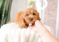 Thatcher, a male Cavapoo for sale in Newberry, SC – 2 of 3