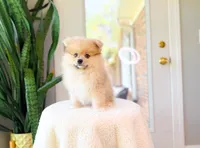 Russ, a male Pomeranian for sale in Newberry, SC – 4 of 5