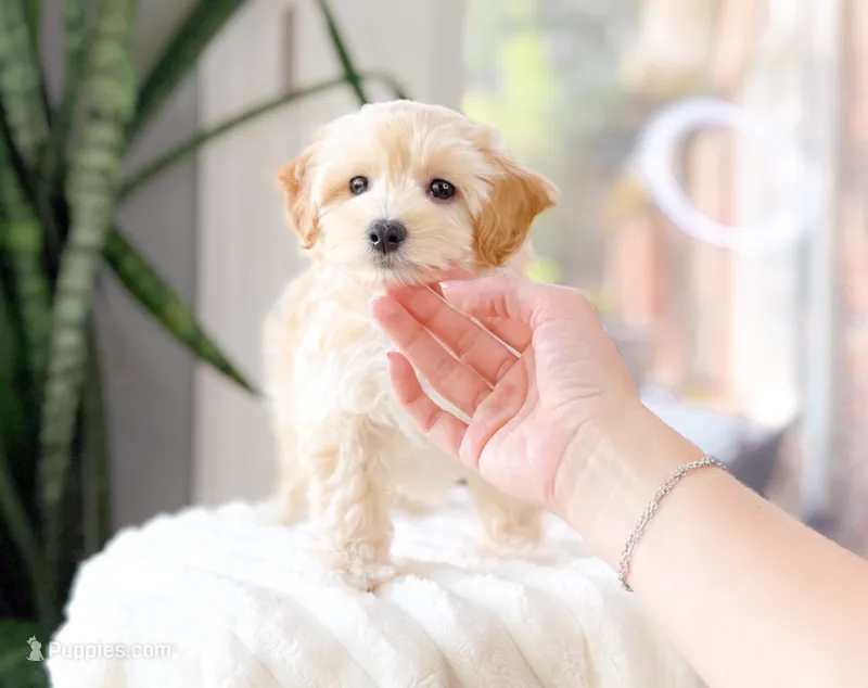 Moose – Maltipoo puppy for sale in Newberry, SC