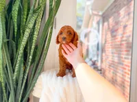 Woodford, a male Miniature Goldendoodle for sale in Newberry, SC – 2 of 4