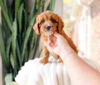 Sterling, a male Cavapoo for sale in Newberry, SC – 2 of 3