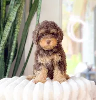 Monroe, a male Cavapoo for sale in Newberry, SC – 1 of 3