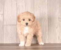 Yvonne, a female Maltipoo for sale in Newberry, SC – Photo 1 of 3