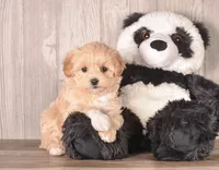 Yvonne, a female Maltipoo for sale in Newberry, SC – Photo 2 of 3