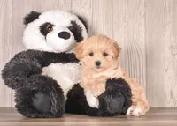 Yvonne, a female Maltipoo for sale in Newberry, SC – Photo 3 of 3