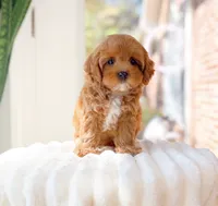 Acai, a female Cavapoo for sale in Newberry, SC – 3 of 3