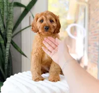 Xander, a male Cavapoo for sale in Newberry, SC – 1 of 3