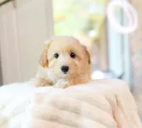 Aspen, a female Maltipoo for sale in Newberry, SC – 2 of 3