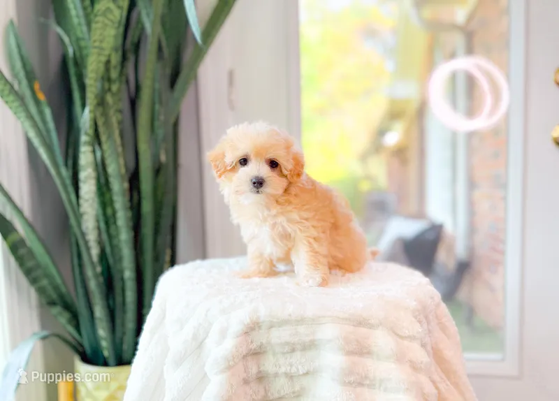 Myra – Maltipoo puppy for sale in Newberry, SC