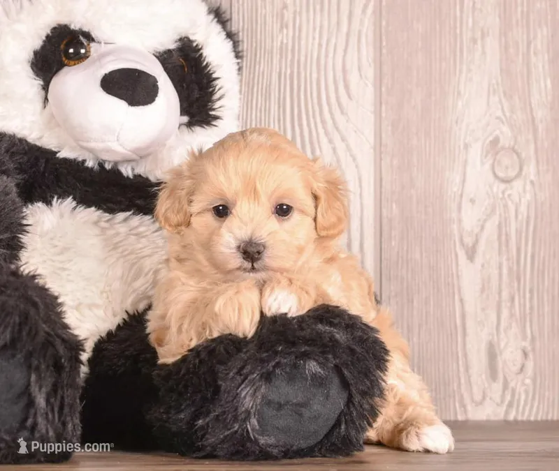 Myra – Maltipoo puppy for sale in Newberry, SC